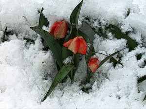 Spring Flowers In Snow
